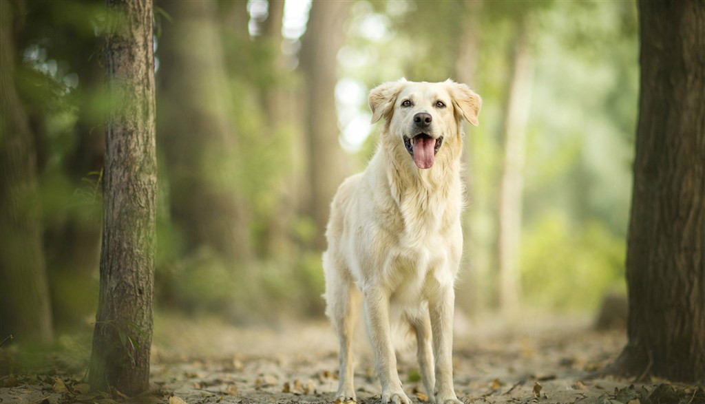 2岁金毛出门爱乱冲怎么办？广州帝皇训犬学校校长赖广南45天帮助狗狗纠正