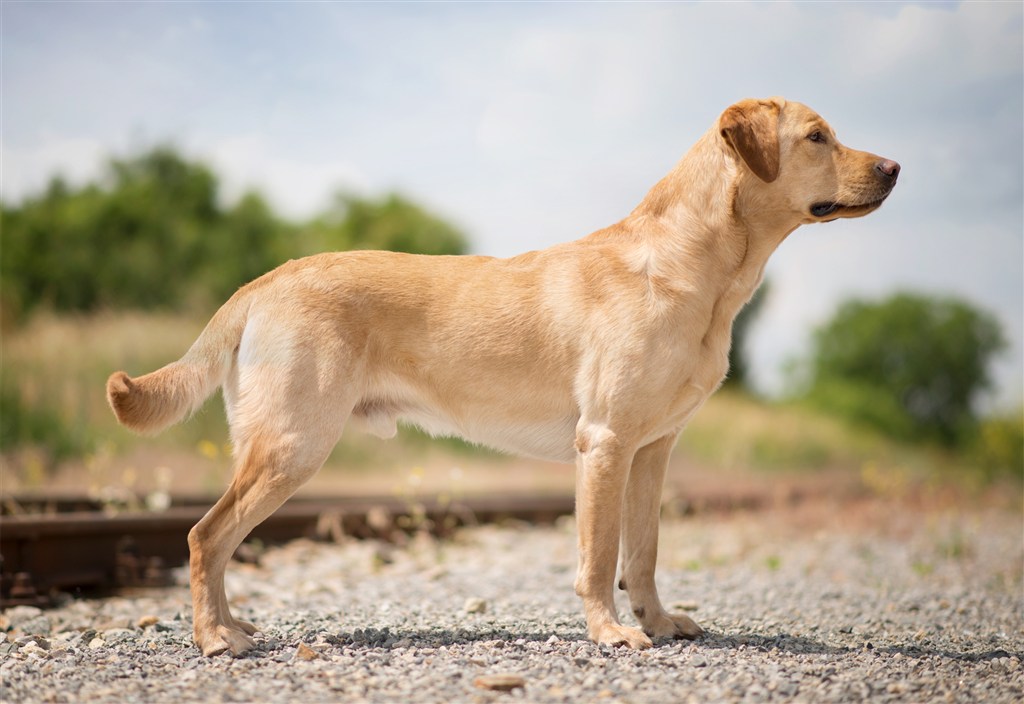 拉布拉多冲绳扑人怎么办？广州番禺帝皇训犬学校定制纠正训练方案