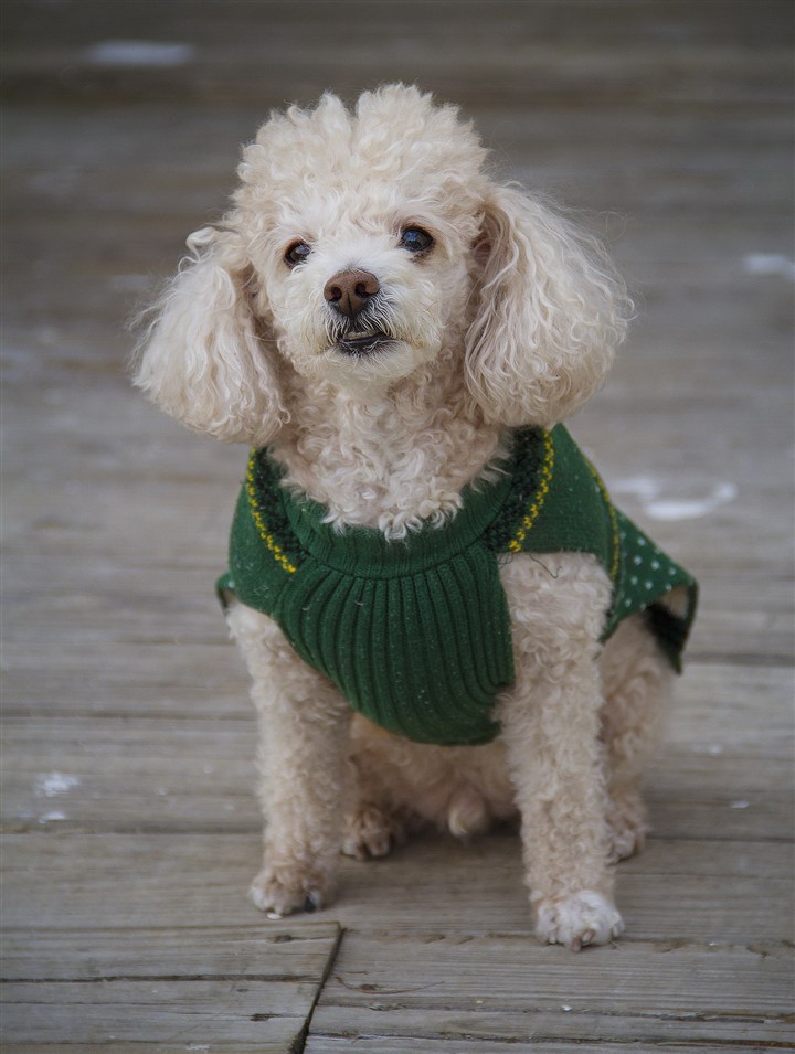 贵宾犬护食如何训练