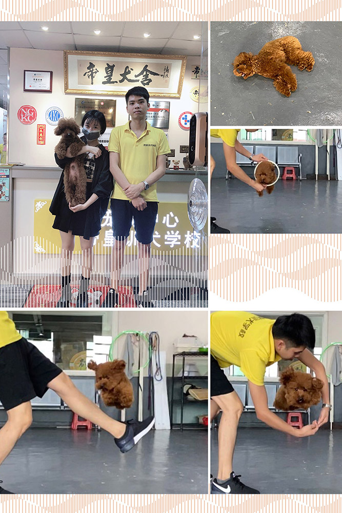 贵宾犬护食怎么办