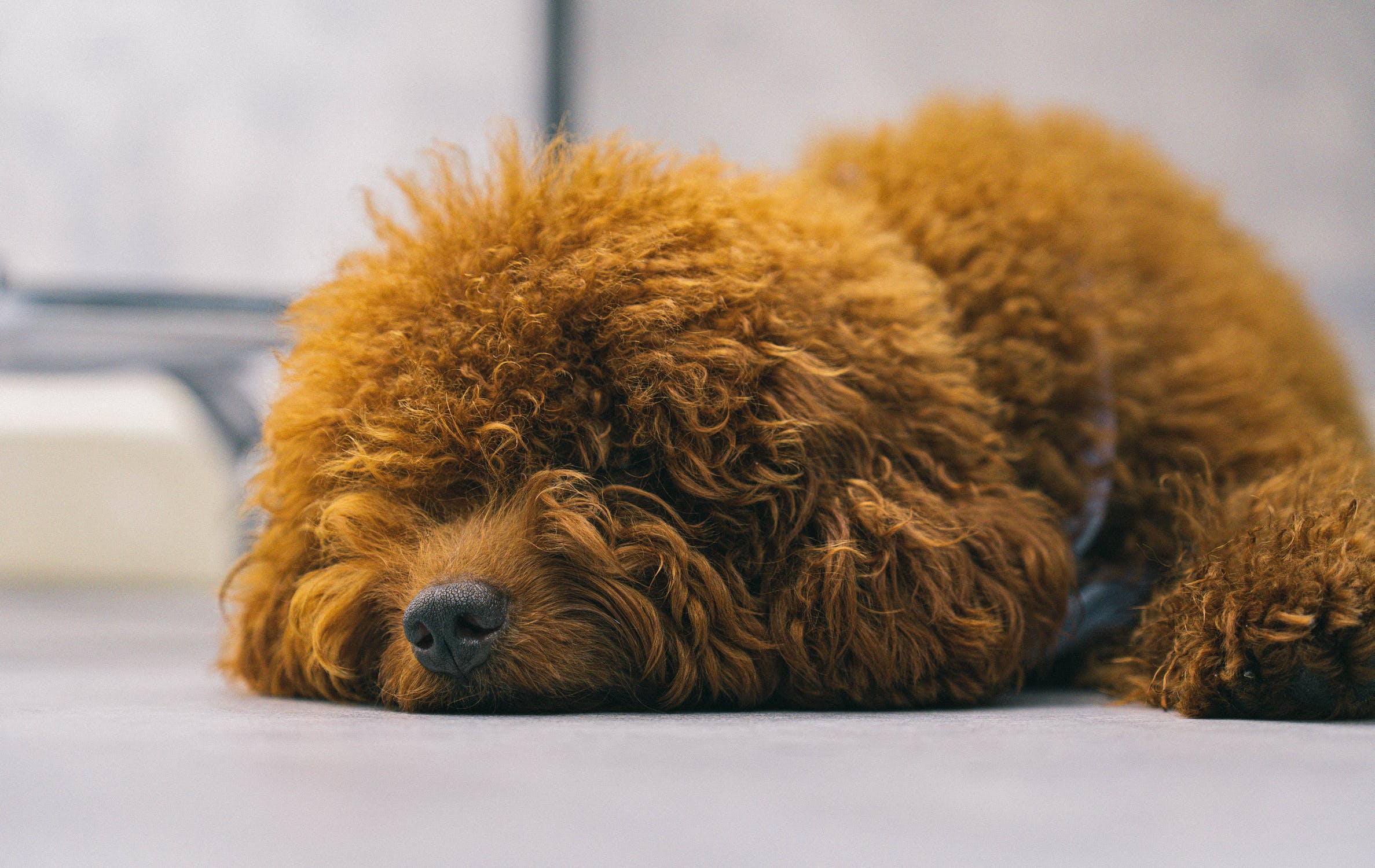 巨型贵宾犬扑人乱拉怎么办