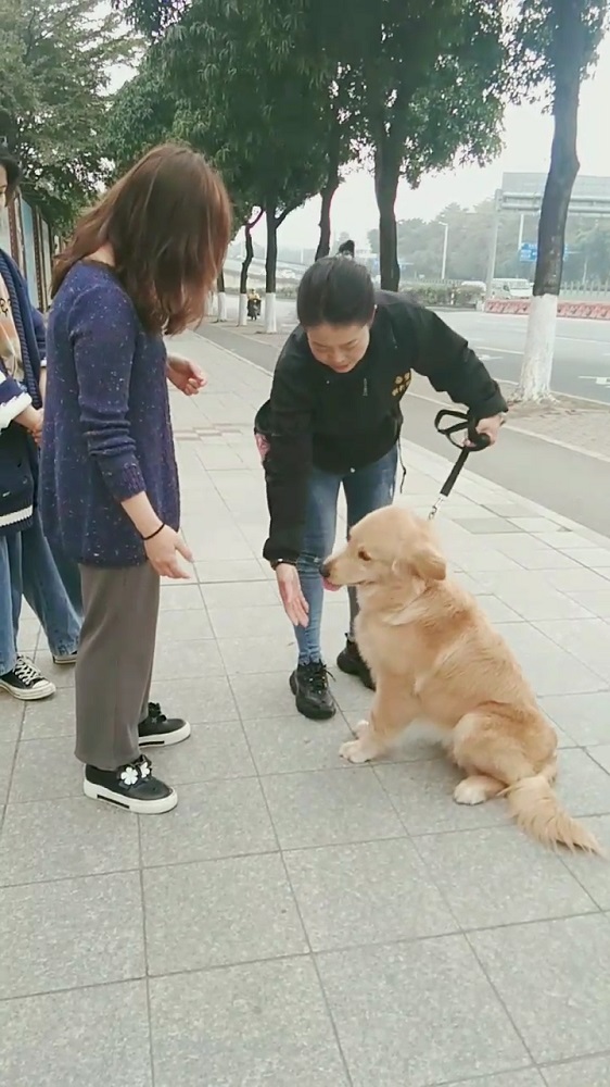 金毛犬出门易兴奋爆冲？广州帝皇训犬赖广南老师训练狗狗纠正不良行为