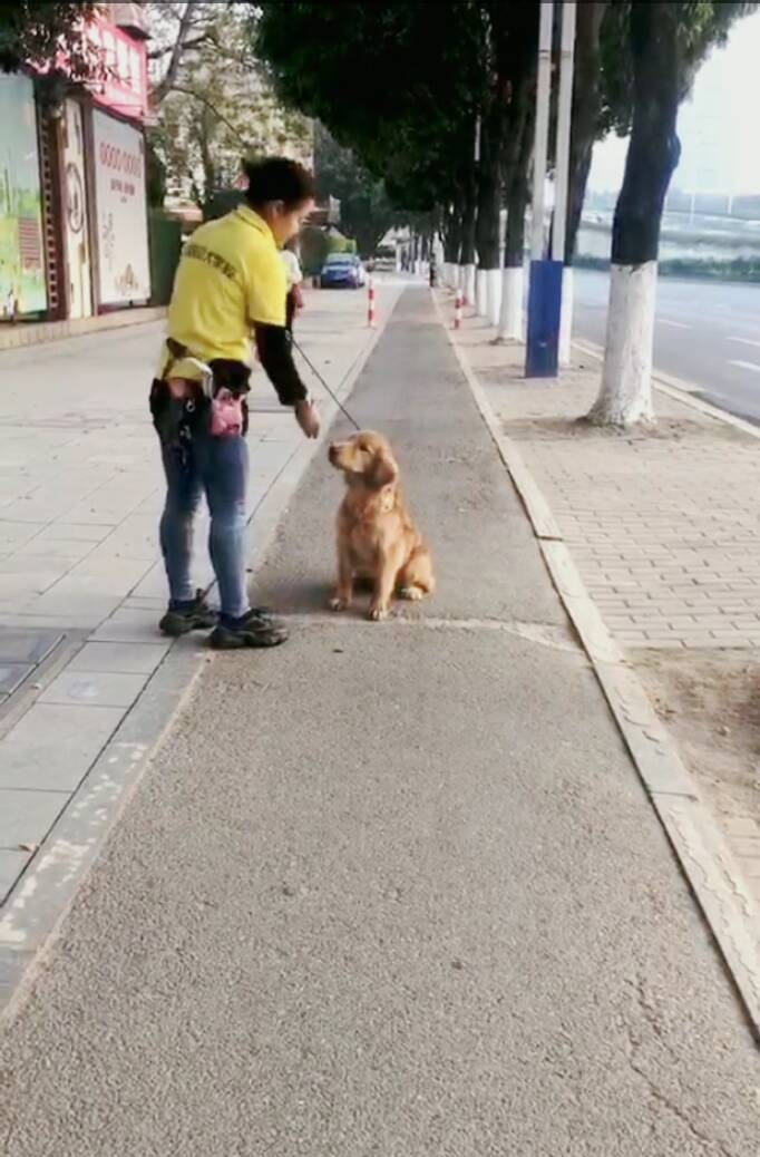 为什么金毛犬出门容易爆冲