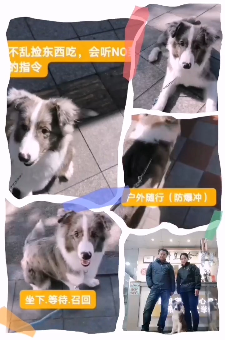 边牧犬兴奋扑人如何纠正