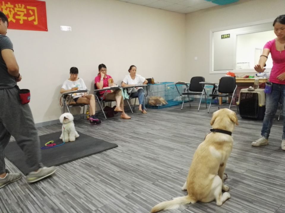 专业训犬创业班