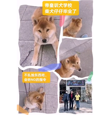 吴先生5个月柴犬训练