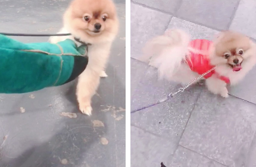 怎样训练博美犬