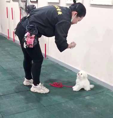杨小姐5个月贵宾犬训练