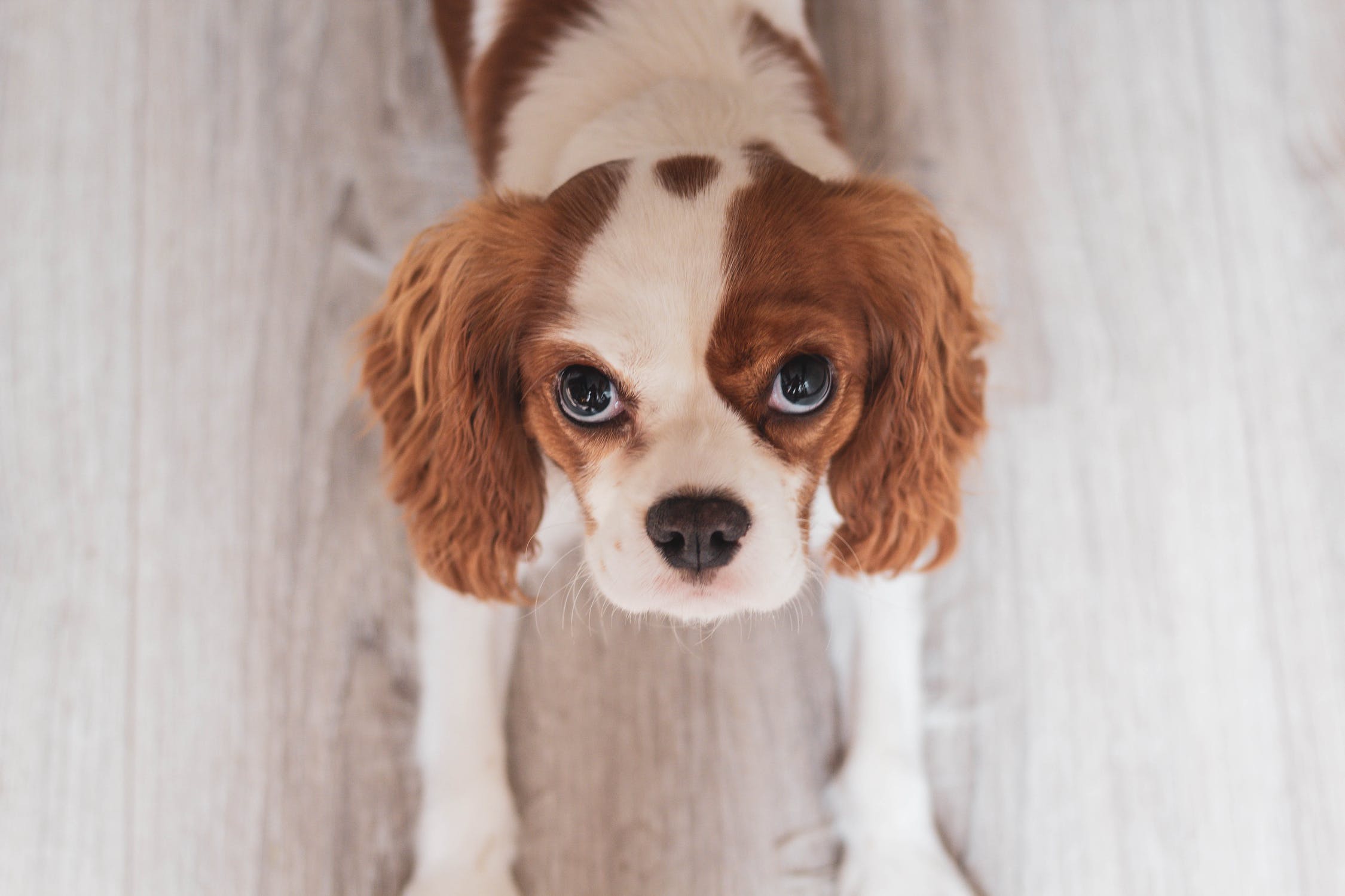 查理王犬出门乱吃怎么办