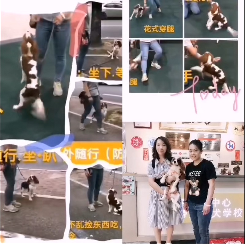 查理王犬如何训练