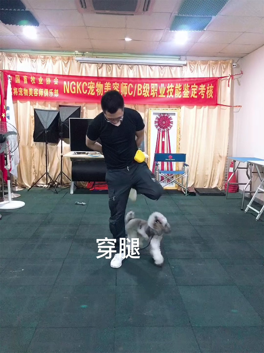 贵宾犬训练方法