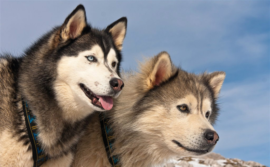 哈士奇家里随地大小便怎么办？广州正规训犬学校提供专业狗狗训练方法