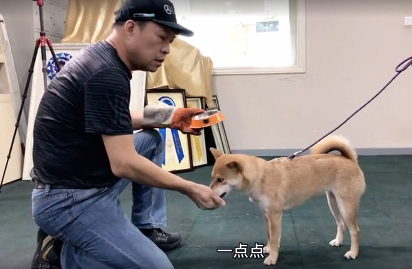 柴犬咬人纠正训练