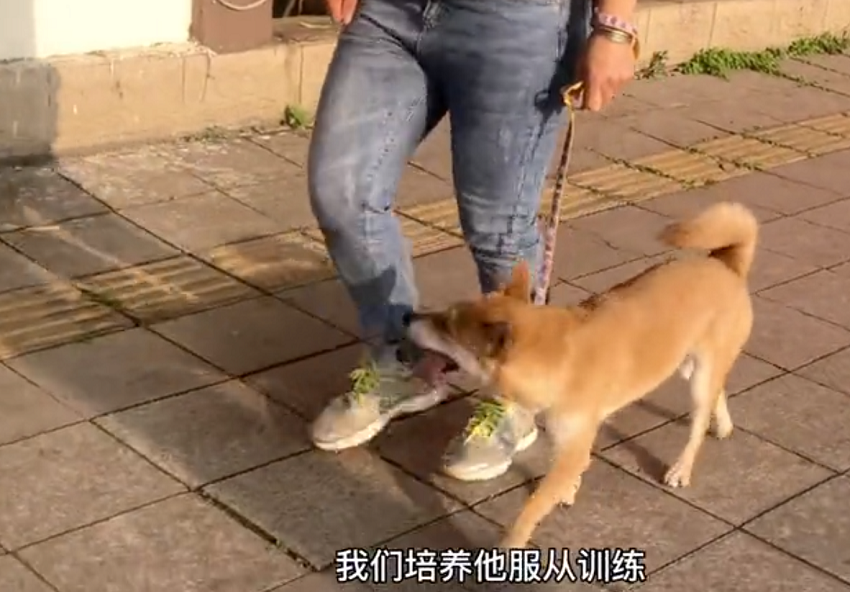 柴犬护食咬人如何训练