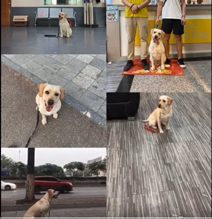 如何训练拉布拉多上厕所