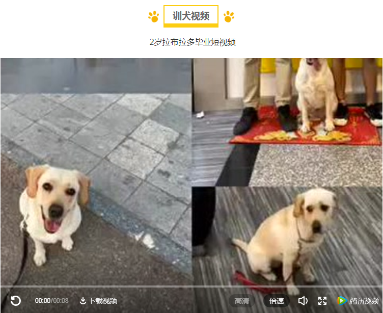 拉布拉多定点上厕所如何训练