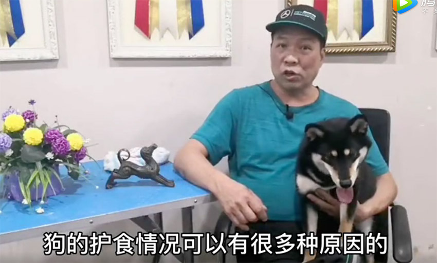 柴犬狗狗训练方法