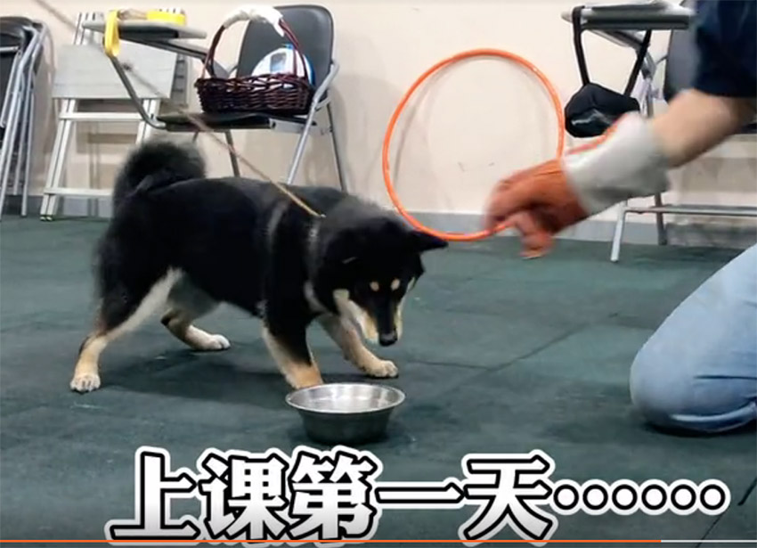 柴犬护食咬人怎么办