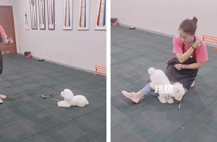 比熊犬乱拉怎么办