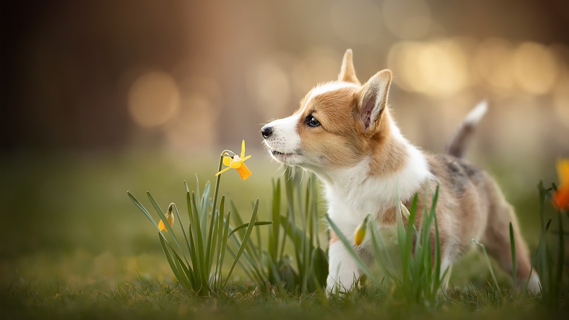 柯基犬乱吃如何训练