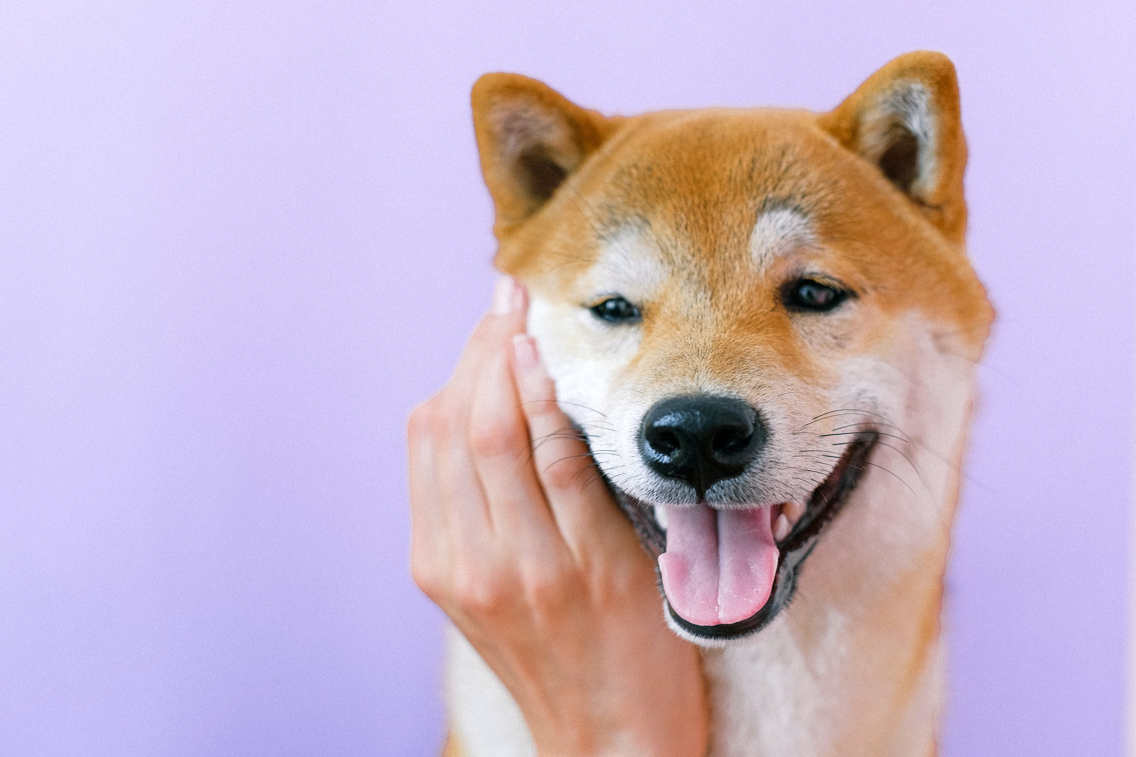 柴犬乱大小便如何训练