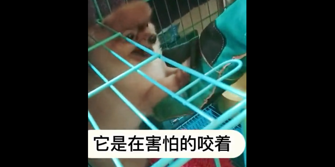 广州博美犬训犬学校