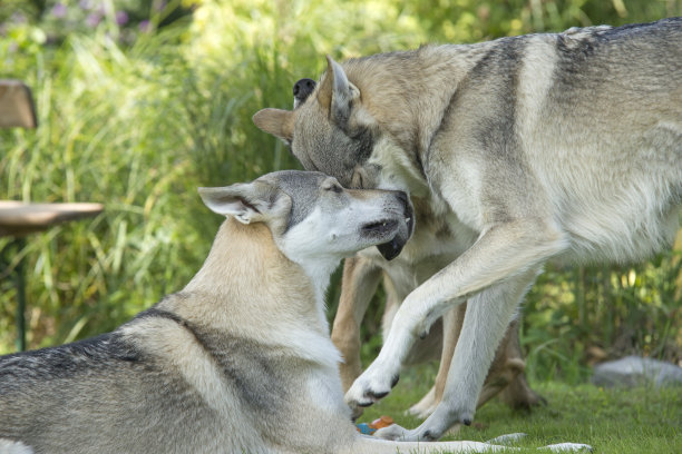 狼青犬狂躁扑人