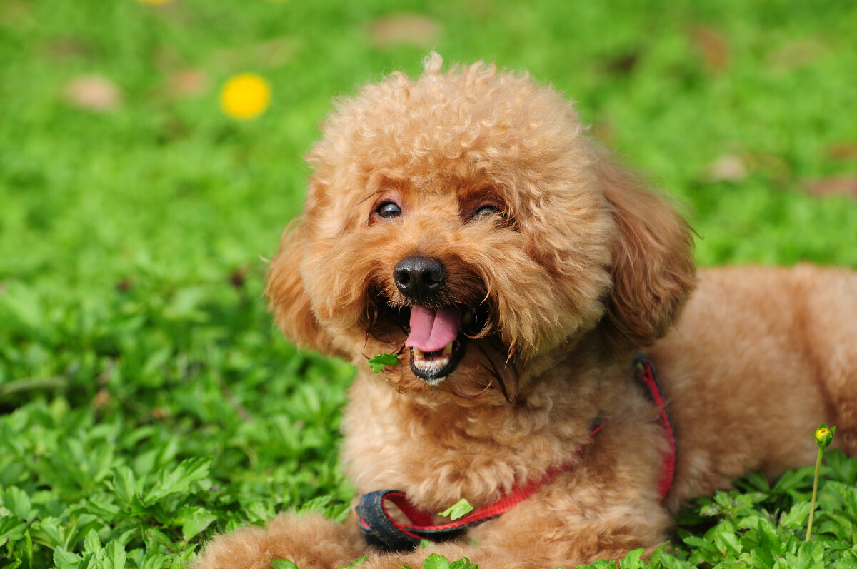 贵宾犬在家到处大便小便