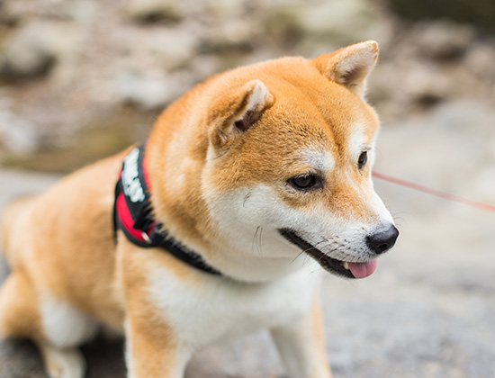 秋田犬扑人咬人