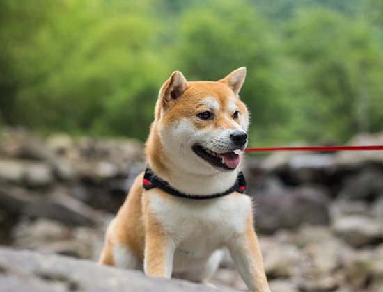 查理王犬在家乱拉乱尿