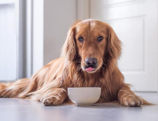 拉布拉多犬爱咬