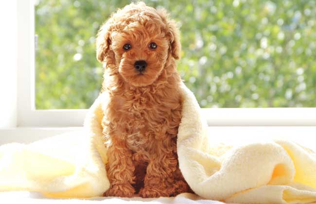 贵宾犬如何训练