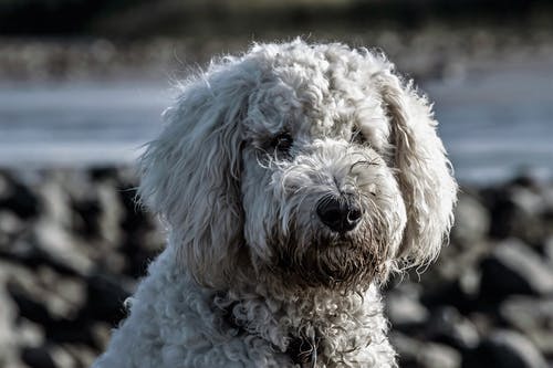 怎样训练贵宾狗狗学会定点大小便？我选择将爱犬交给帝皇宠物的赖广南老师