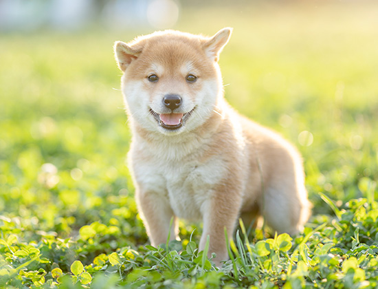 贵宾犬随意大小便