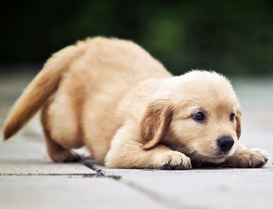 马犬在家乱拉乱尿