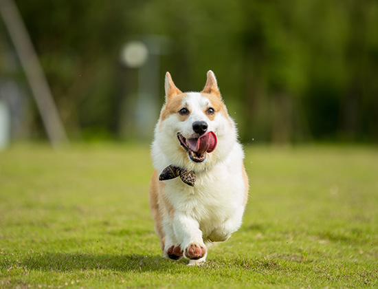 古代牧羊犬到处大小便