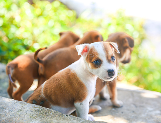 茶杯犬在家乱拉屎尿