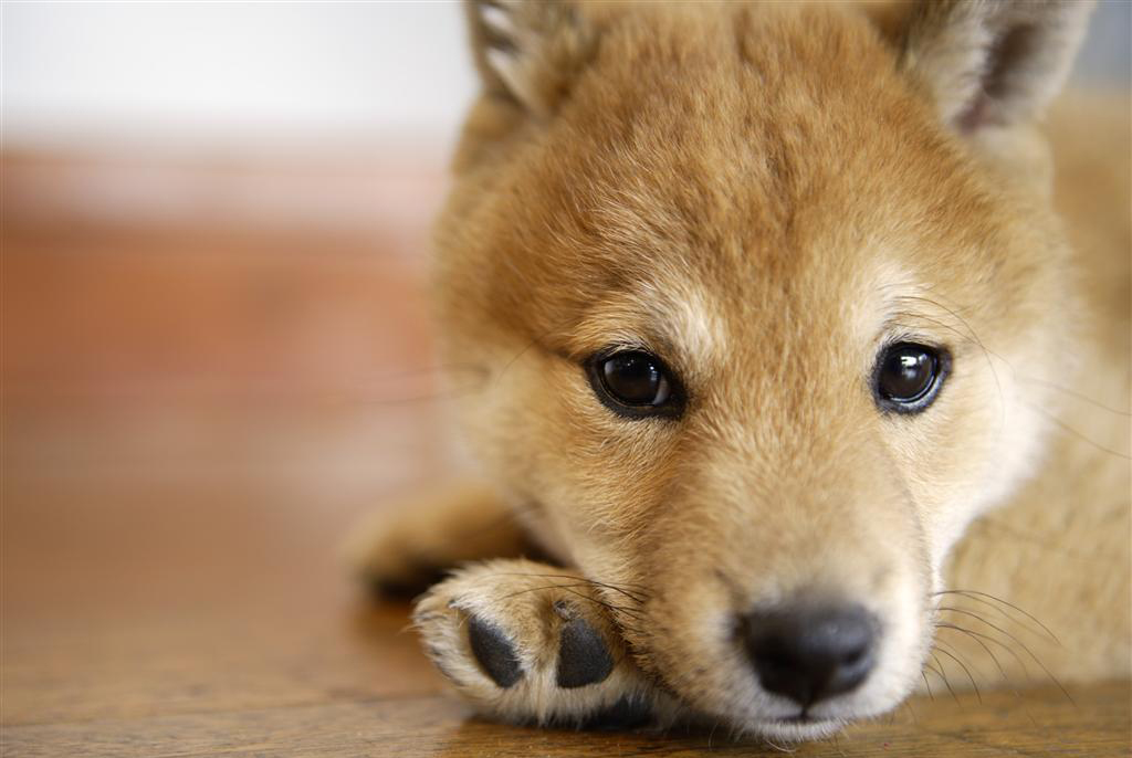 柴犬定点大小便怎么训练