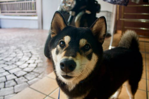 柴犬护食怎么训练