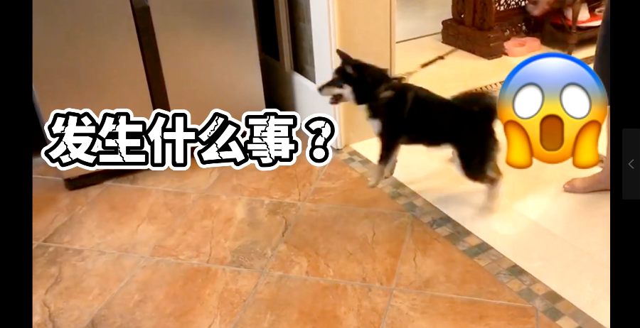 柴犬护食