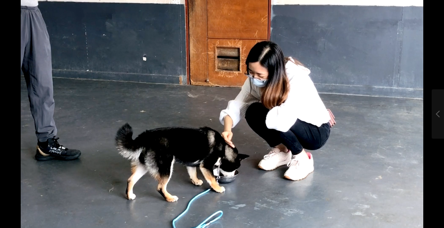 广州柴犬训练学校