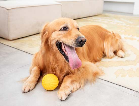 阿拉斯加犬在家随地大小便