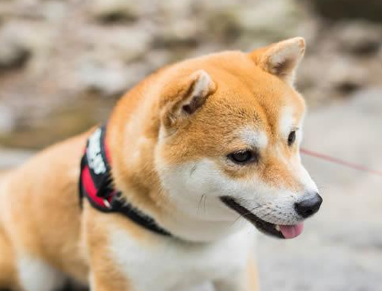 贵宾犬在家里到处大小便