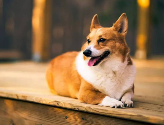 蝴蝶犬见人就叫