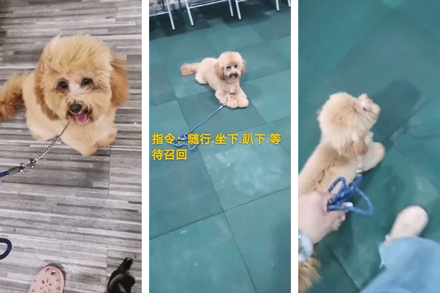 泰迪犬乱叫怎么纠正