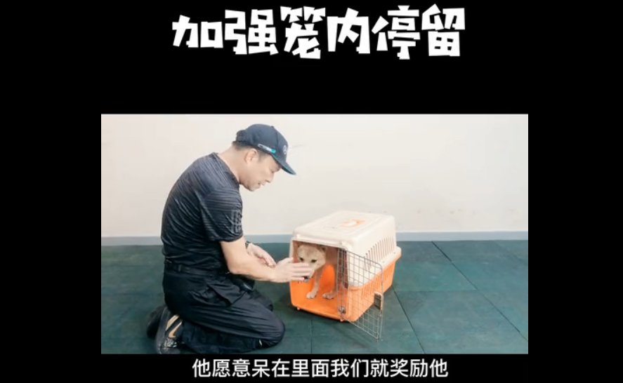 柴犬乱大小便怎么办