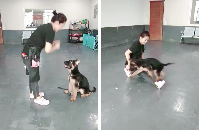 德牧犬乱大小便