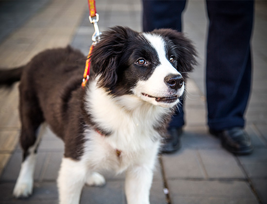 蝴蝶犬易乱跳乱吠