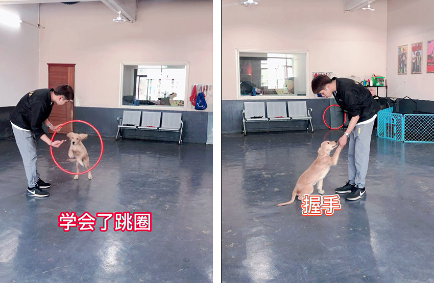 广州金毛犬训练学校