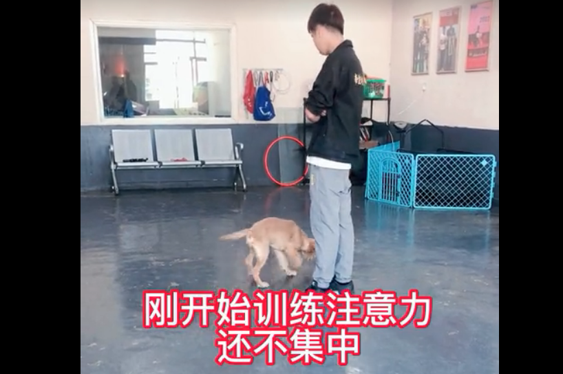 金毛犬乱大小便怎么训练